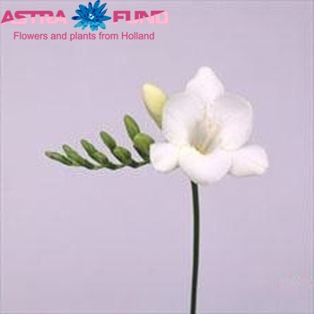 Freesia 'Alaska' photo