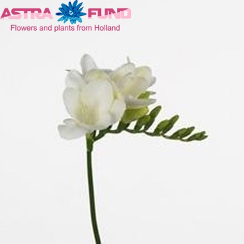 Freesia 'Albatros' photo