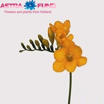 Freesia 'Alderney' photo