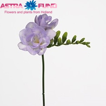 Freesia 'Algarve' photo