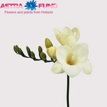 Freesia 'Ambassador' photo
