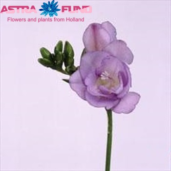 Freesia 'Ancona' photo