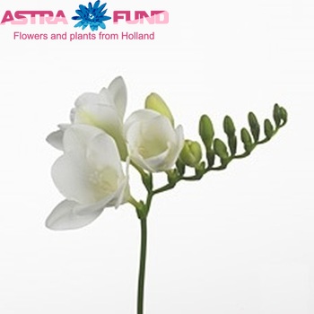 Freesia 'Anouk' photo