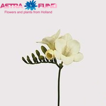 Freesia 'Argenta' photo