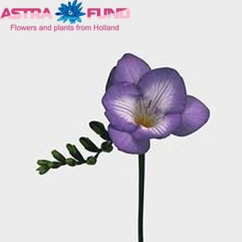 Freesia 'Avila' photo
