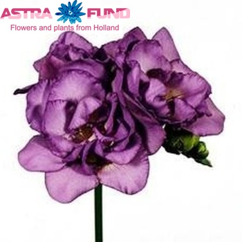 Freesia Bel Air photo