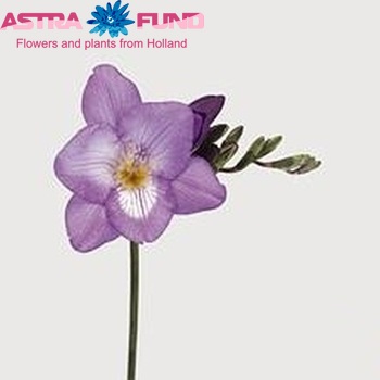 Freesia 'Blue Nile' fotografija