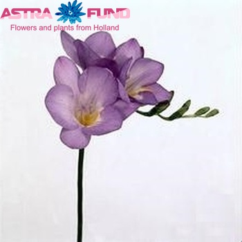 Freesia 'Blue Sky' fotografija