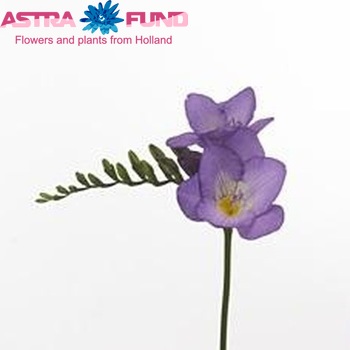 Freesia 'Corsica' fotografija