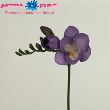 Freesia 'Cote d'Azur' fotografija