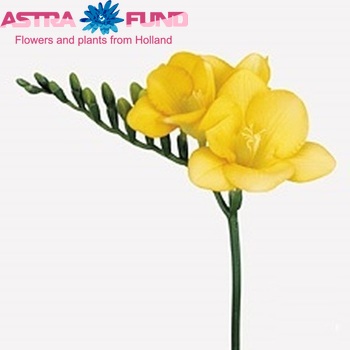 Freesia 'Destiny' fotografija