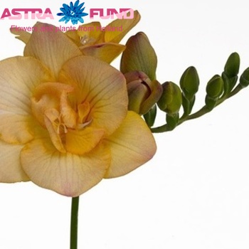 Freesia dubbelbloemig 'Apricot Mountain' fotografie