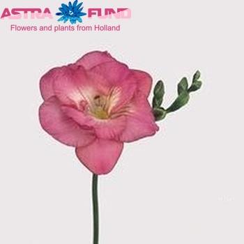 Freesia dubbelbloemig Cassis fotografie