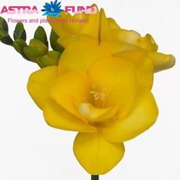 Freesia dubbelbloemig 'Clarissa' fotografie