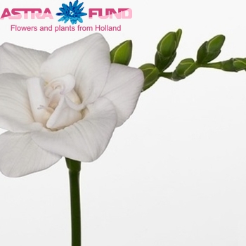 Freesia dubbelbloemig 'Diamond Star' fotografie