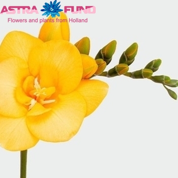 Freesia dubbelbloemig Dijon fotografie