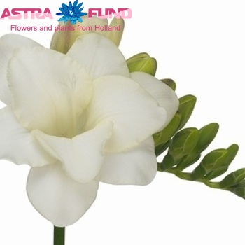 Freesia dubbelbloemig 'Empire' fotografie