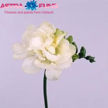 Freesia dubbelbloemig Excellent fotografie