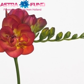 Freesia dubbelbloemig 'Fiery Bell' fotografie
