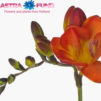 Freesia dubbelbloemig 'Figaro' fotografie