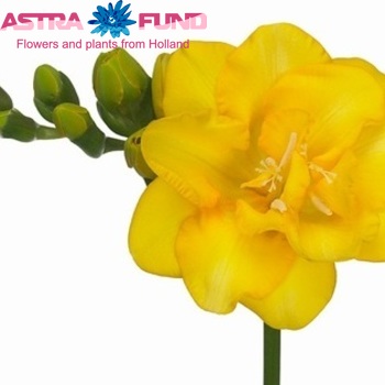 Freesia dubbelbloemig 'Golden Gate' fotografie