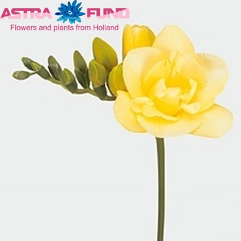 Freesia dubbelbloemig Grandeur fotografie