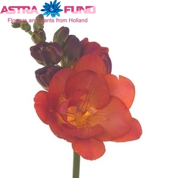 Freesia dubbelbloemig Mandarine fotografie