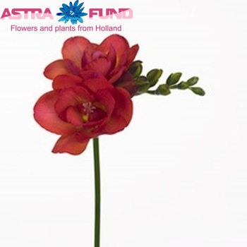 Freesia dubbelbloemig 'Red Bell' fotografie