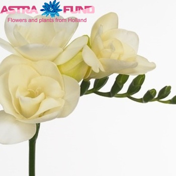 Freesia dubbelbloemig 'Riga' fotografie