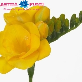Freesia dubbelbloemig Soleil fotografie
