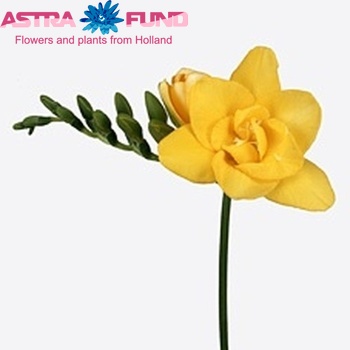Freesia dubbelbloemig Summerbeach Varasum fotografie
