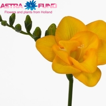 Freesia dubbelbloemig 'Vancouver' fotografie