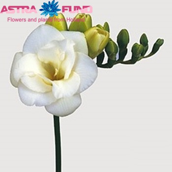 Freesia dubbelbloemig Versailles fotografie