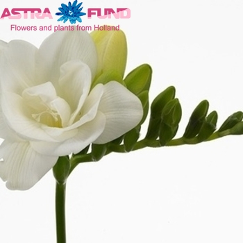 Freesia dubbelbloemig 'Virginia' fotografie