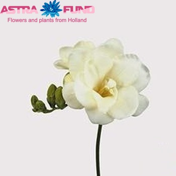 Freesia dubbelbloemig 'Volante' fotografie