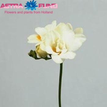 Freesia 'Duet' Foto