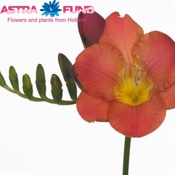 Freesia enkelbloemig 'Acapulco' Foto