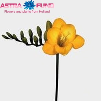 Freesia enkelbloemig 'Aladin' Foto