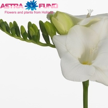 Freesia enkelbloemig Albertville Foto