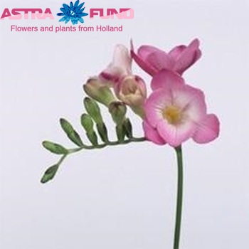 Freesia enkelbloemig 'Aleide' Foto