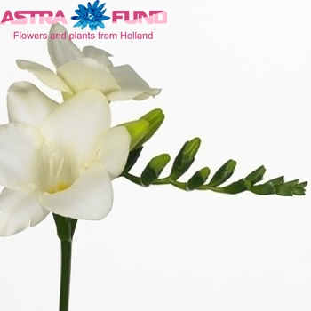 Freesia enkelbloemig 'Ambiance' Foto