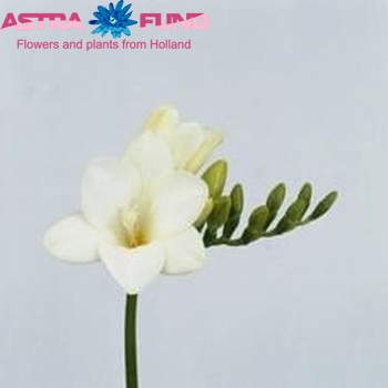 Freesia enkelbloemig 'Bellina' fotografija