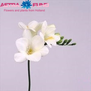 Freesia enkelbloemig 'Bergamo' fotografija