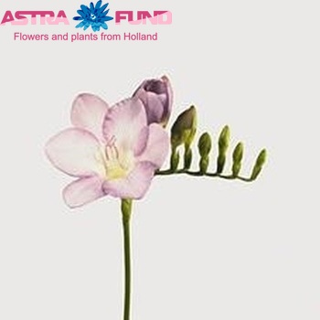 Freesia enkelbloemig 'Blue Moon' fotografija