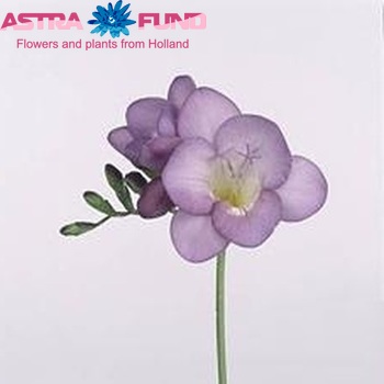 Freesia enkelbloemig 'Blue River' fotografija