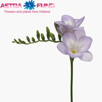 Freesia enkelbloemig 'Bohemian' fotografija