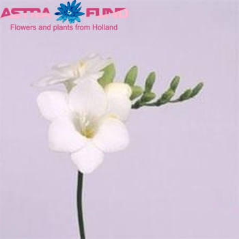 Freesia enkelbloemig 'Ciska' fotografija