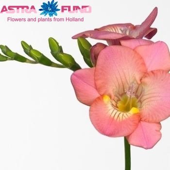 Freesia enkelbloemig 'Claire' fotografija