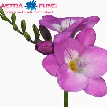Freesia enkelbloemig Costa fotografija
