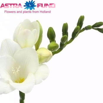 Freesia enkelbloemig 'Crystal River' fotografie